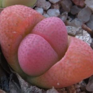 tanquana hilmarii