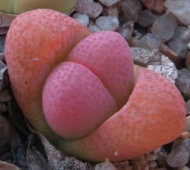 tanquana hilmarii