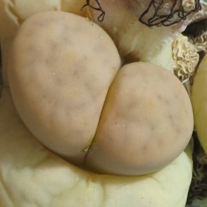 lithops karasmontana opalina