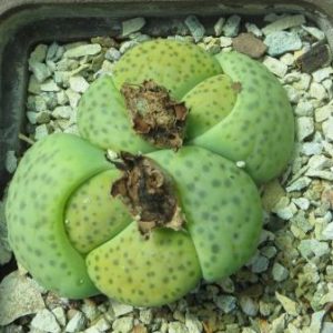 lithops fulviceps aurea