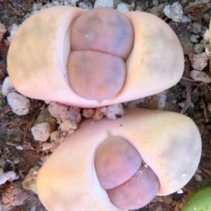 lithops karasmontana opalina