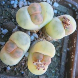 lithops karasmontana opalina 4 голови