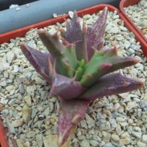 faucaria selekte