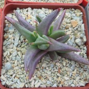 faucaria selekte