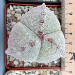astrophytum tricostatum ball