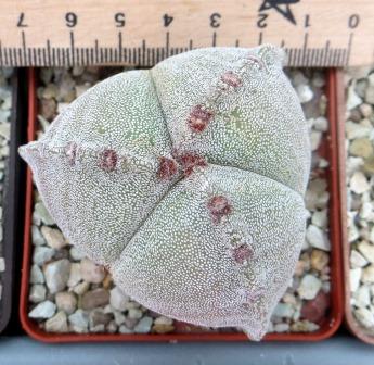 astrophytum tricostatum ball