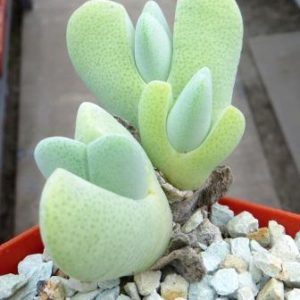 cheredopsis pilansii elisore