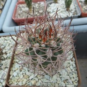 pyrrhocactus bulbocalyx own root