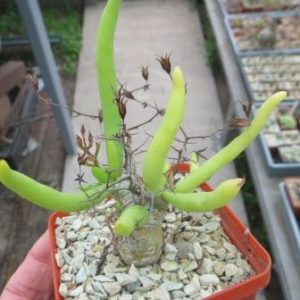 tylecodon reticulatus