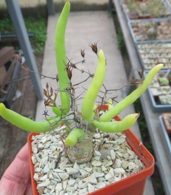 tylecodon reticulatus