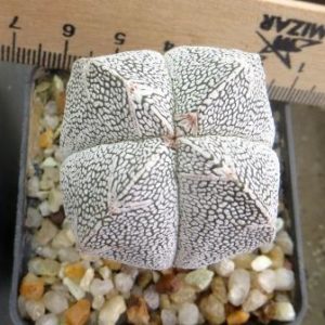 astrophytum onzuka v type ball