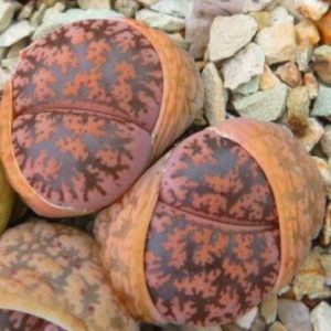 lithops lesliei best