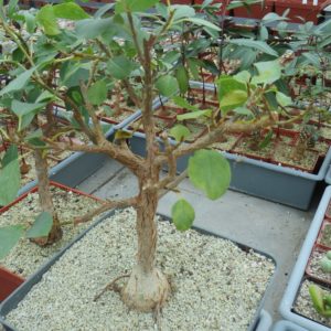 ficus petiolaris