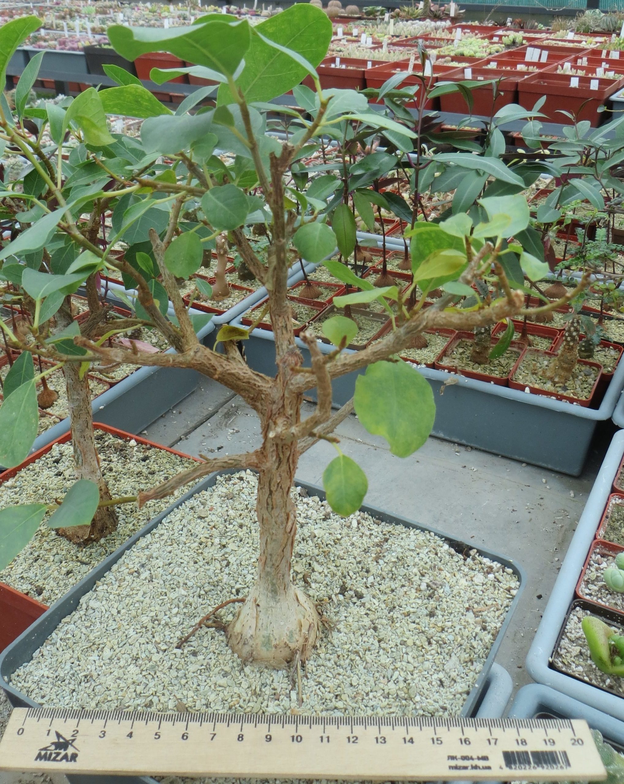 ficus petiolaris