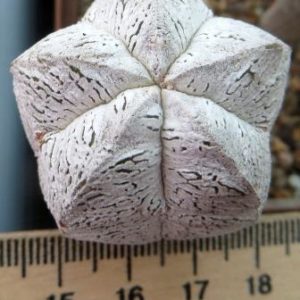 astrophytum onzuka v type ball