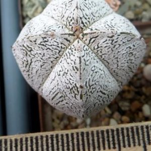 astrophytum onzuka v type ball