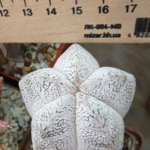 astrophytum onzuka v type ball