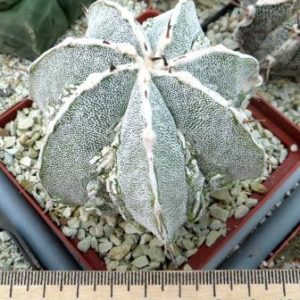 astrophytum fukuryu hakujo own root