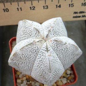 astrophytum onzuka v type ball
