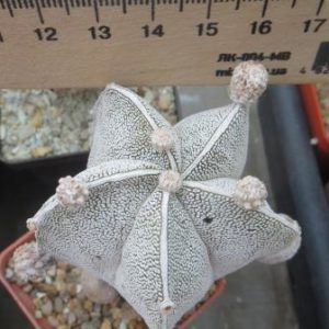 astrophytum onzuka monstrosa
