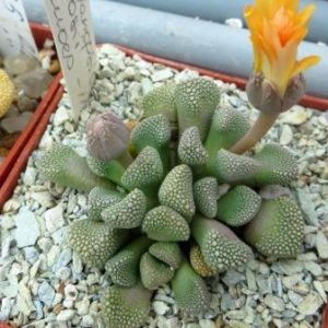 titanopsis primosii