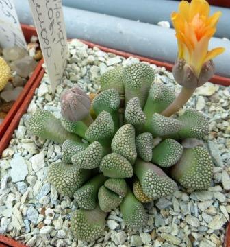 titanopsis primosii