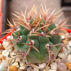 gymnocalycium oceterenae variispinum