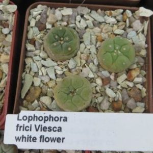 lophophora frici Viesca white flower