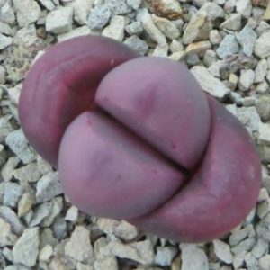 lithops meyeri hammeruby