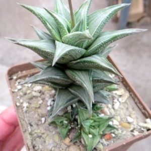 haworthia cotenki nishiki variegated