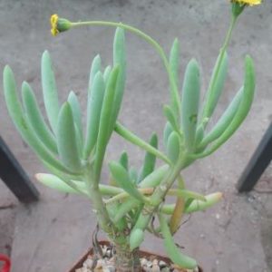othonna aff clavifolia