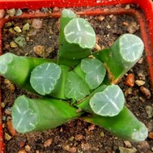 Haworthia maughanii 'Fugaku'