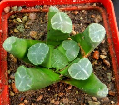 Haworthia maughanii 'Fugaku'