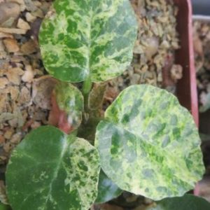 dorstenia foetida variegata