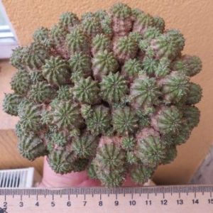 euphorbia phillipsioides прививка