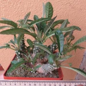 dorstenia foetida aff