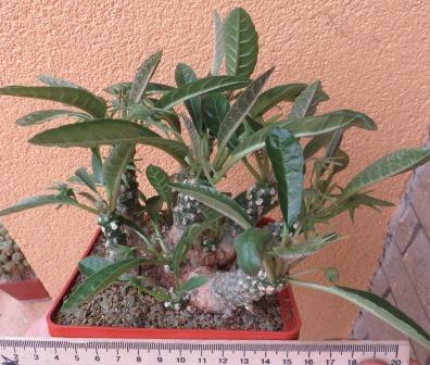 dorstenia foetida aff