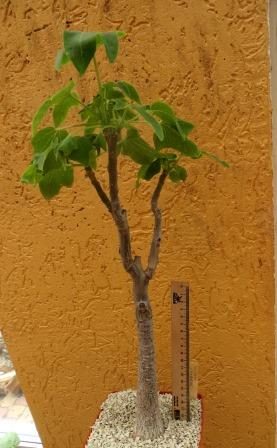 uncarina grandidieri