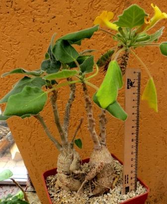 uncarina roeoesliana