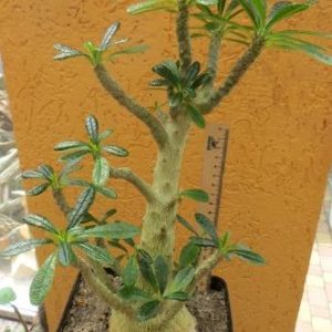 dorstenia gigas