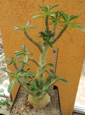 dorstenia gigas