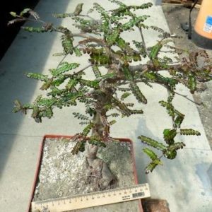 operculicarya decaryi