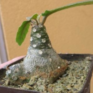 dorstenia foetida aff