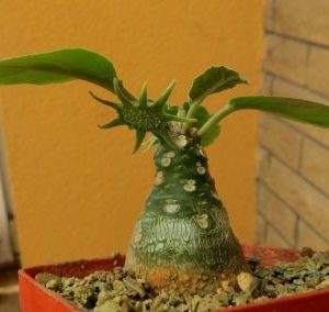 dorstenia foetida