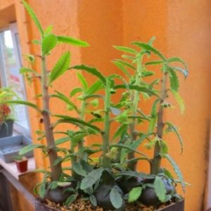 dorstenia hildebrandtii rubra