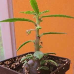 dorstenia hildebrandtii rubra