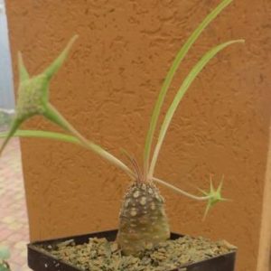dorstenia crispa var. lancifolia