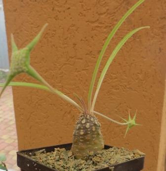 dorstenia crispa var. lancifolia