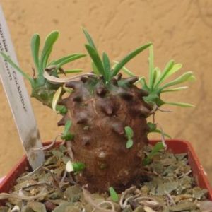 euphorbia juglans