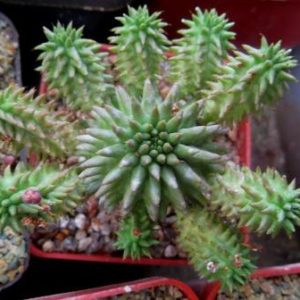 euphorbia susannae